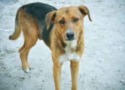 Комитет Госдумы по экологии рассмотрел 7 законопроектов об эвтаназии уличных животных