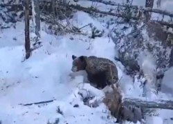 «Мои айтишники вычислили этого перца»: глава Белоярского района опроверг информацию о разрушенной берлоге медведей
