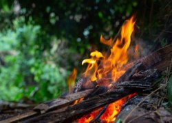 В ХМАО с начала сезона потушили 239 лесных пожаров