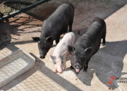 СМИ. В Югре ввели карантин из-за вспышки африканской чумы у свиней