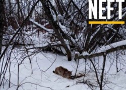 Нижневартовские ветеринары спасли рысь, попавшую в капкан